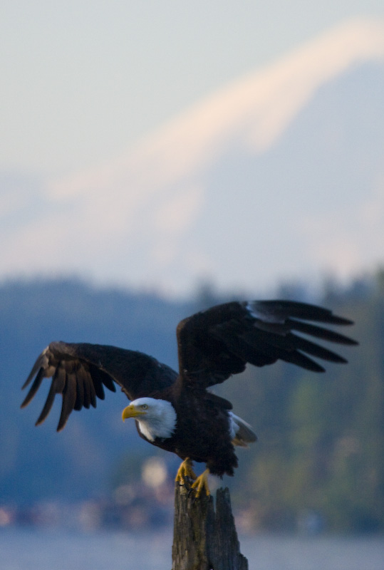 Bald Eagle And Mount Rainier